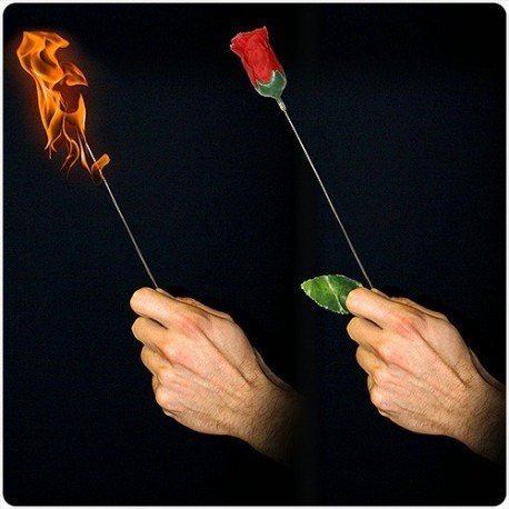 Torch to Rose